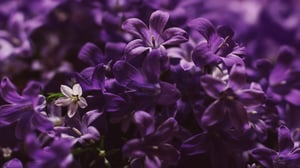GR136 Final Web Images 2560x1440 Purple Flower 2