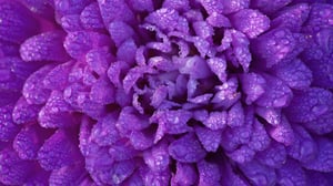 GR136 Final Web Images 2560x1440 Purple Flower