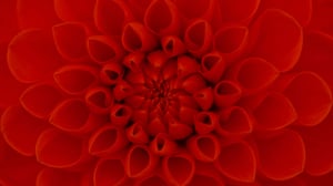 GR136 Final Web Images 2560x1440 Salmon Flower